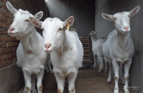 陕西奶山羊养殖基地、咸阳奶羊苗多少钱一只、产奶母羊价格-阿里巴巴