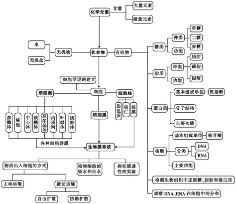 专题1 生命的物质基础和结构基础_word文档在线阅读与下载_免费文档