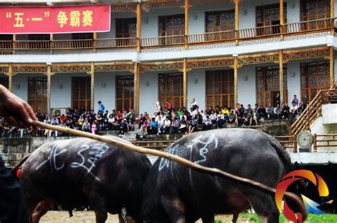 西班牙公牛在斗牛场奔跑高清图片下载-正版图片505763499-摄图网