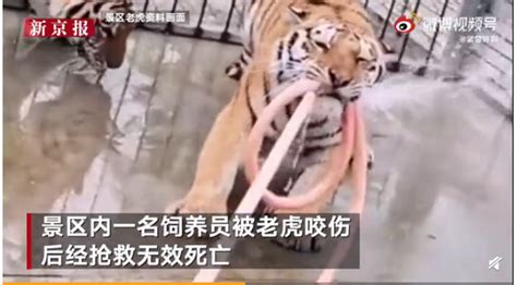 组图：动物园老虎趁管理员疏忽逃脱后被制服_新闻中心_新浪网
