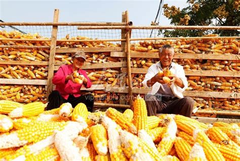 江苏泗洪：抢收玉米-人民图片网