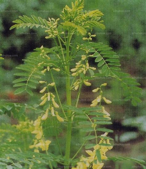 137 直立黄芪-宁夏罗山植物-图片