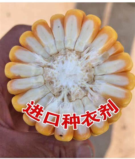 郑单958 饲料玉米种子抗玉米种子苞米种子4斤 种子批发-阿里巴巴