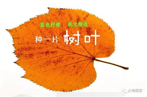 吉林市街头树叶尽染秋色 一片片金灿灿十分迷人-天气图集-中国天气网