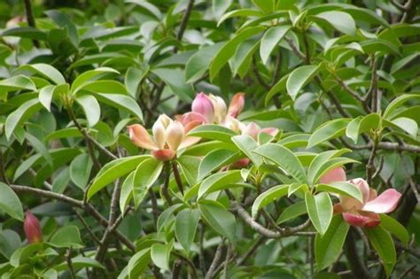 红花木莲 Manglietia insignis-花卉图片网