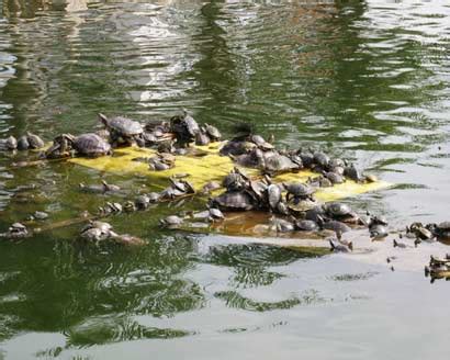 放生池变成乌龟“炼狱”， 池中物种自相残杀，只见乌龟不见鱼