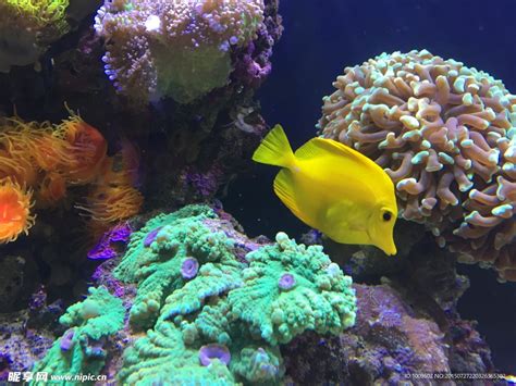 珊瑚 和 黄色的鱼摄影图__鱼类_生物世界_摄影图库_昵图网nipic.com