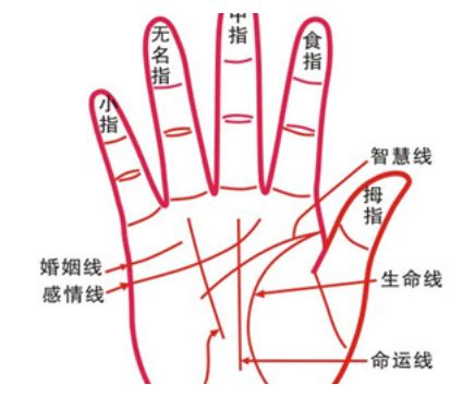 女生手掌纹路图解图片 女生手掌纹路图解图片