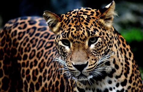 首次拍到国家一级重点保护野生动物金钱豹珍贵影像！-国际环保在线