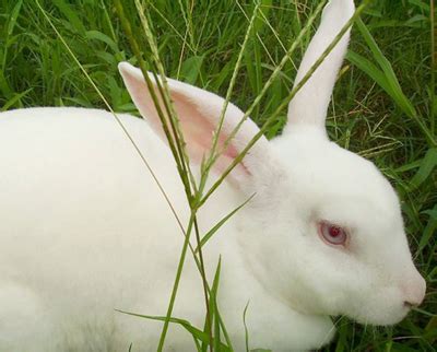 【兔业养殖】现在养兔职业的发展前景如何?_兔肉_我国_世界