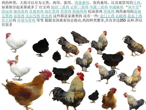 鸡的品种大全图片