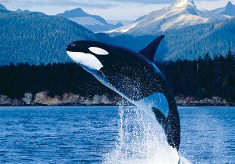 世界上最孤独的鲸鱼 52赫兹唱太平洋最寂寞歌声_宠物新闻_宠物资讯_秀宠网