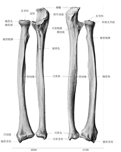 尺骨桡骨解剖图图片