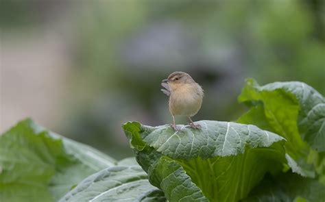 一组在菜园子里拍摄的鸟取名为菜鸟-中关村在线摄影论坛