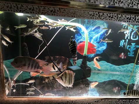 聊城水族馆我的混养 - 狗仔招财猫鱼 - 广州观赏鱼批发市场