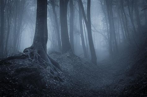 阴森恐怖雾气缭绕的树林摄影图片 - 三原图库