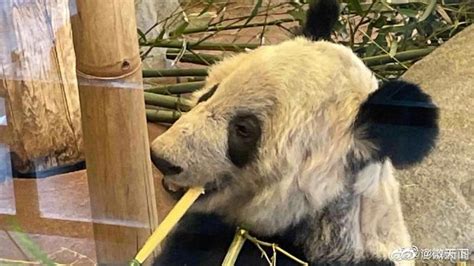 守护“丫丫”，北京动物园将派兽医饲养员下周抵美