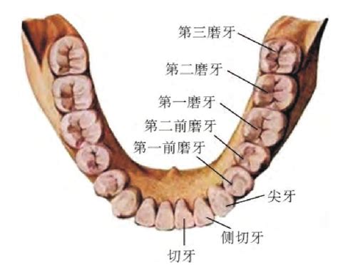 牙齿的解剖结构-基础医学-医学