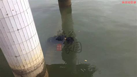 广东韶关北江桥水文站水域发现一具浮尸,死者为女性_法制_长沙社区通