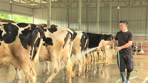 贺兰山下兴旺的奶牛产业-宁夏新闻网