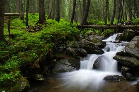 流经绿色森林的山河在树林中流淌高清图片下载-正版图片504970380-摄图网