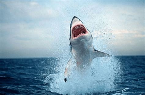电影解说：大白鲨被牛鲨虐杀,一部值得一看的鲨鱼电影《深海狂鲨3 》#鹅创剪辑大赏 第二阶段#_腾讯视频