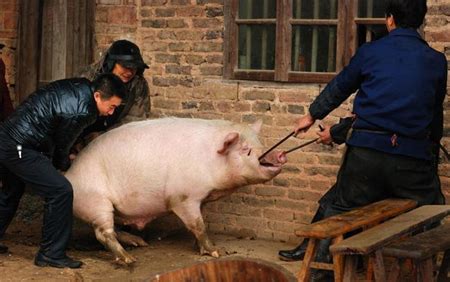 农村养猪有妙招，谚语、口头禅齐上阵，养猪赚钱很简单 ...