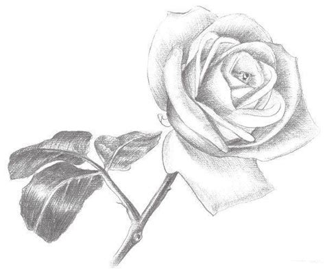 花素描图片