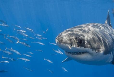 鲨鱼不停的游泳是因为它没有鱼鳔这种说法是什么-百度经验