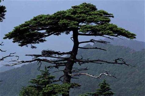 松树的特点是什么，怎么种植 - 花百科
