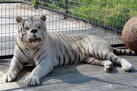 这只老虎因为得了一种叫“唐氏综合征”的怪病