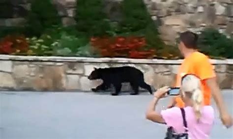 美国一头黑熊幼崽大街上悠闲散步引围观 - 神秘的地球 科学|自然|地理|探索