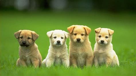 犬大全图片