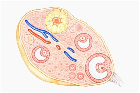 卵巢是如何工作的？月经是怎么形成的？-京东健康