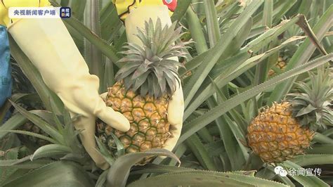 2020年菠萝价格多少钱一斤？菠萝种植成本利润分析 - 惠农网
