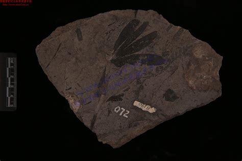 新月型格子蕨_Clathropteris meniscioides_国家岩矿化石标本资源共享平台