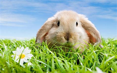 草丛中可爱的兔子高清动物壁纸-壁纸图片大全