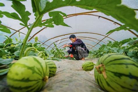 重庆綦江：品牌农业助增收-人民图片网