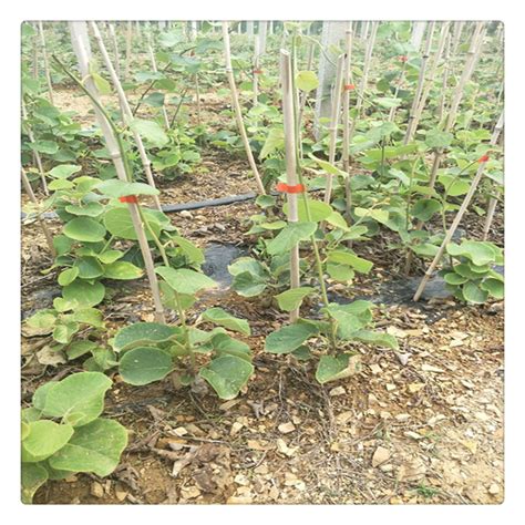 翠香--猕猴桃 - 果树种植技术 - 新农资360网|土壤改良|果树种植|蔬菜种植|种植示范田|品牌展播|农资微专栏