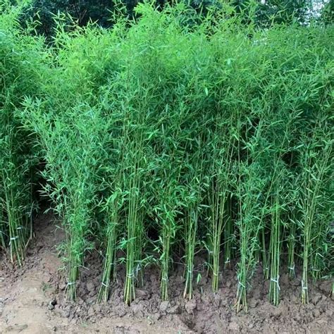 详解竹子的经济价值，尤其是竹米，一百年结一次，一斤高达数百元