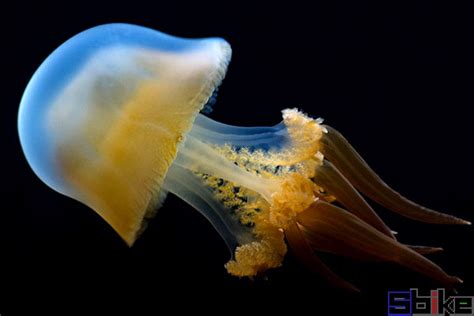 水母的身体结构,海洋动物,动物摄影,摄影素材,汇图网www.huitu.com