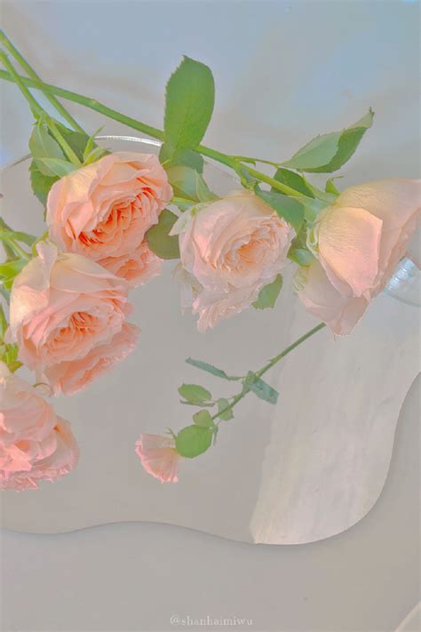 “玫瑰到了花期” 甜系背景图来啦 cr微博… - 堆糖，美图壁纸兴趣社区