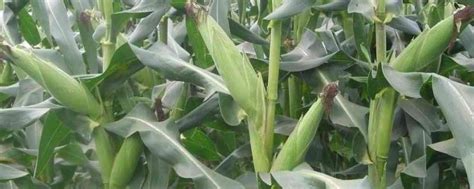 夏玉米生长周期多少天，玉米如何播种-农百科