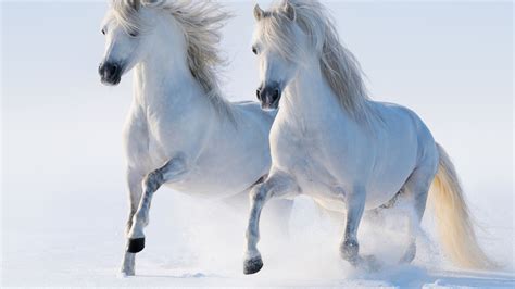 白马图片-奔跑的白马素材-高清图片-摄影照片-寻图免费打包下载
