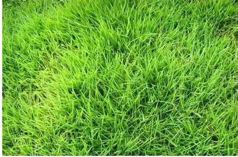 天堂草草坪一平方什么价格,2022年天堂草草坪价格-绿宝园林网