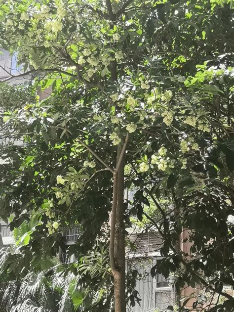 太难闻！广州街头“臭树”集中开花，专家提醒→_社会热点_社会频道_云南网