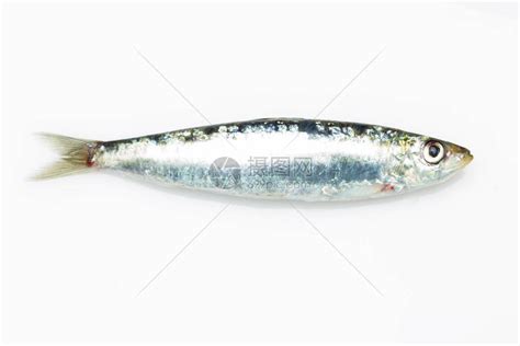 沙丁鱼是一种在鱼贩中很容易找到的鱼高清图片下载-正版图片506579561-摄图网