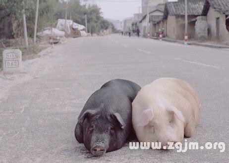 黑猪高清图片下载-正版图片600167142-摄图网