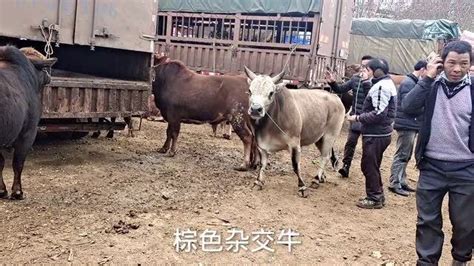 云南省曲靖市哪里有鲁西黄牛肉牛养殖场_肉牛犊_AAAAA级大钱牛羊驴养殖场