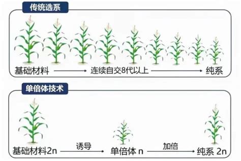 一种基于单倍体诱导系的水稻双单倍体育种方法与流程